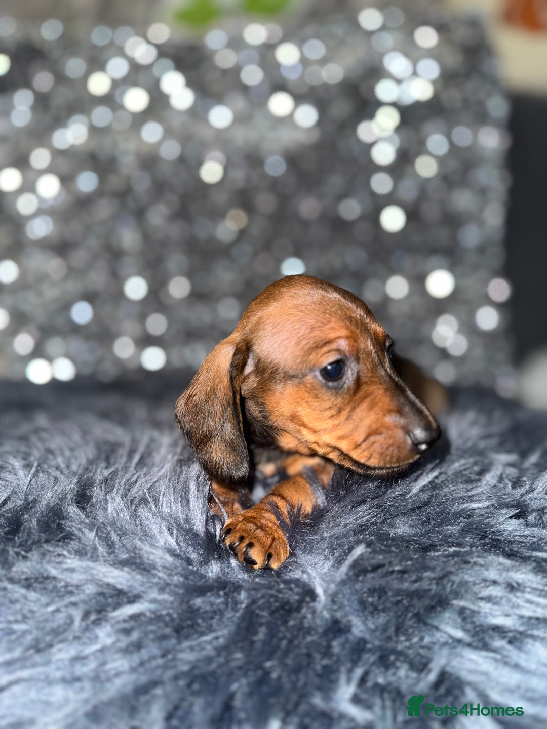 Miniature Dachshund dogs for sale: Miniature Dachshund Puppies 🐾 - Image 17