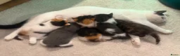 Mixed Breed cats for sale: 3 Beautiful kittens left (read description) 🌟 🐱  - Advert 26