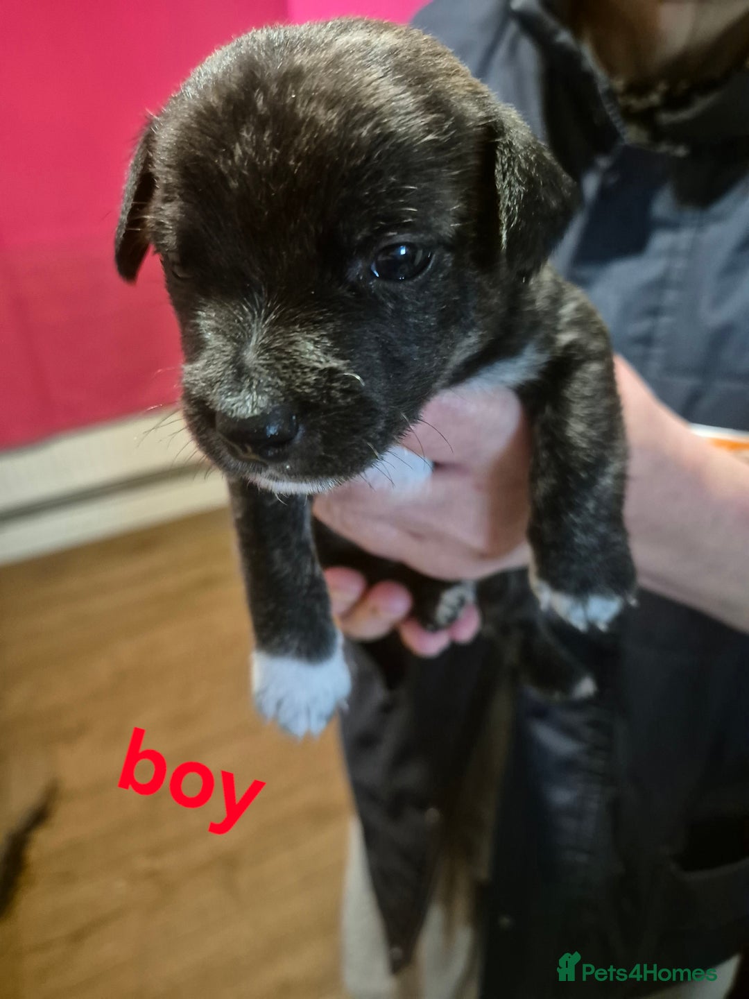 Mixed Breed dogs for sale: Stunning Westie X Jack Russell Puppies  - Advert 2