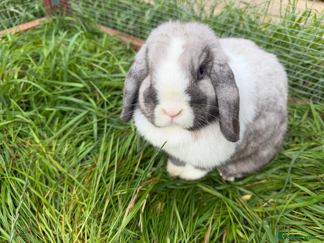 Mini Lop rabbits for sale: Iron Grey Mini lop doe  - Image 3