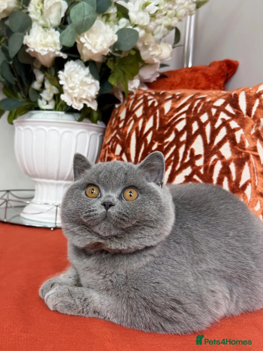 British Shorthair cats for sale: British shorthair  - Advert 1