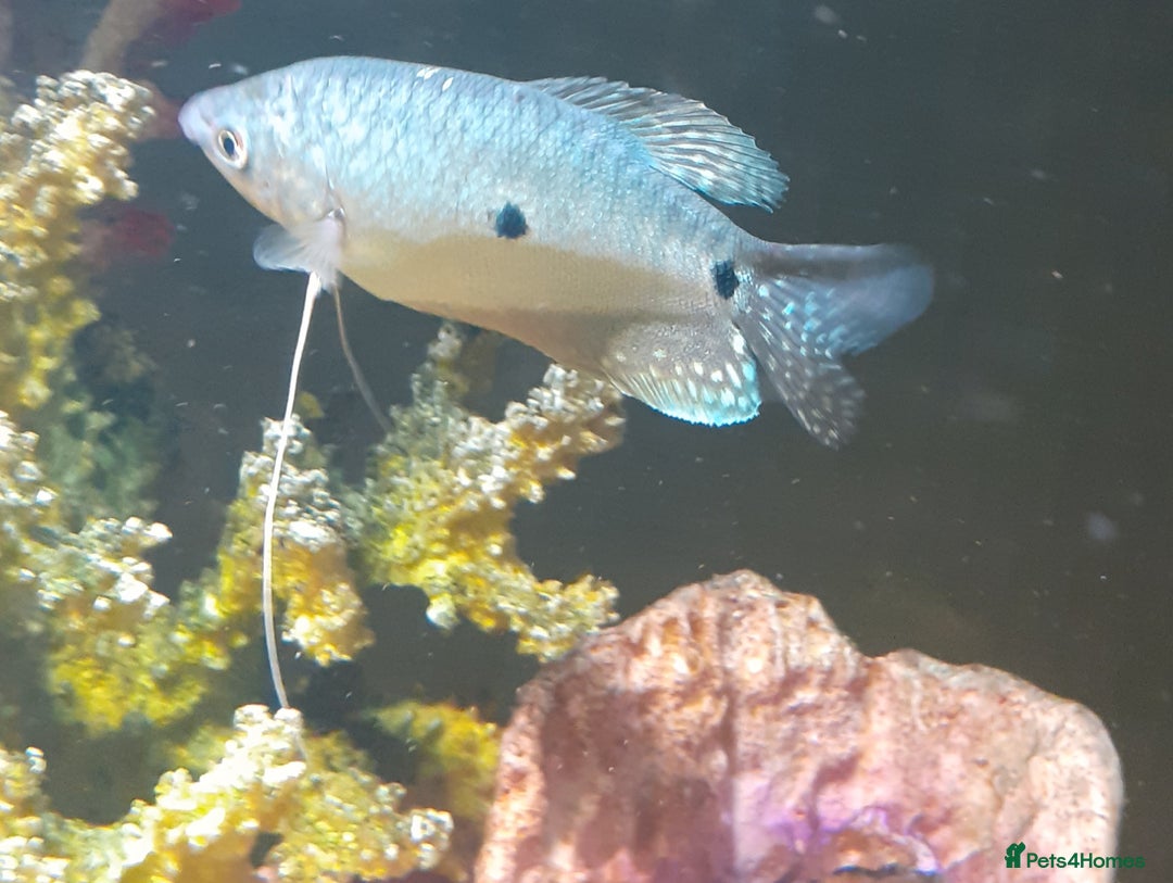 Gouramis fish for sale: Gourami and red eyed tetras - Advert 1