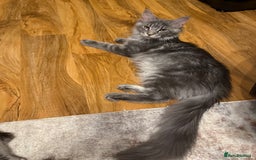 Maine Coon cats for sale: stunning Maine Coon Aberdeen  - Image 4