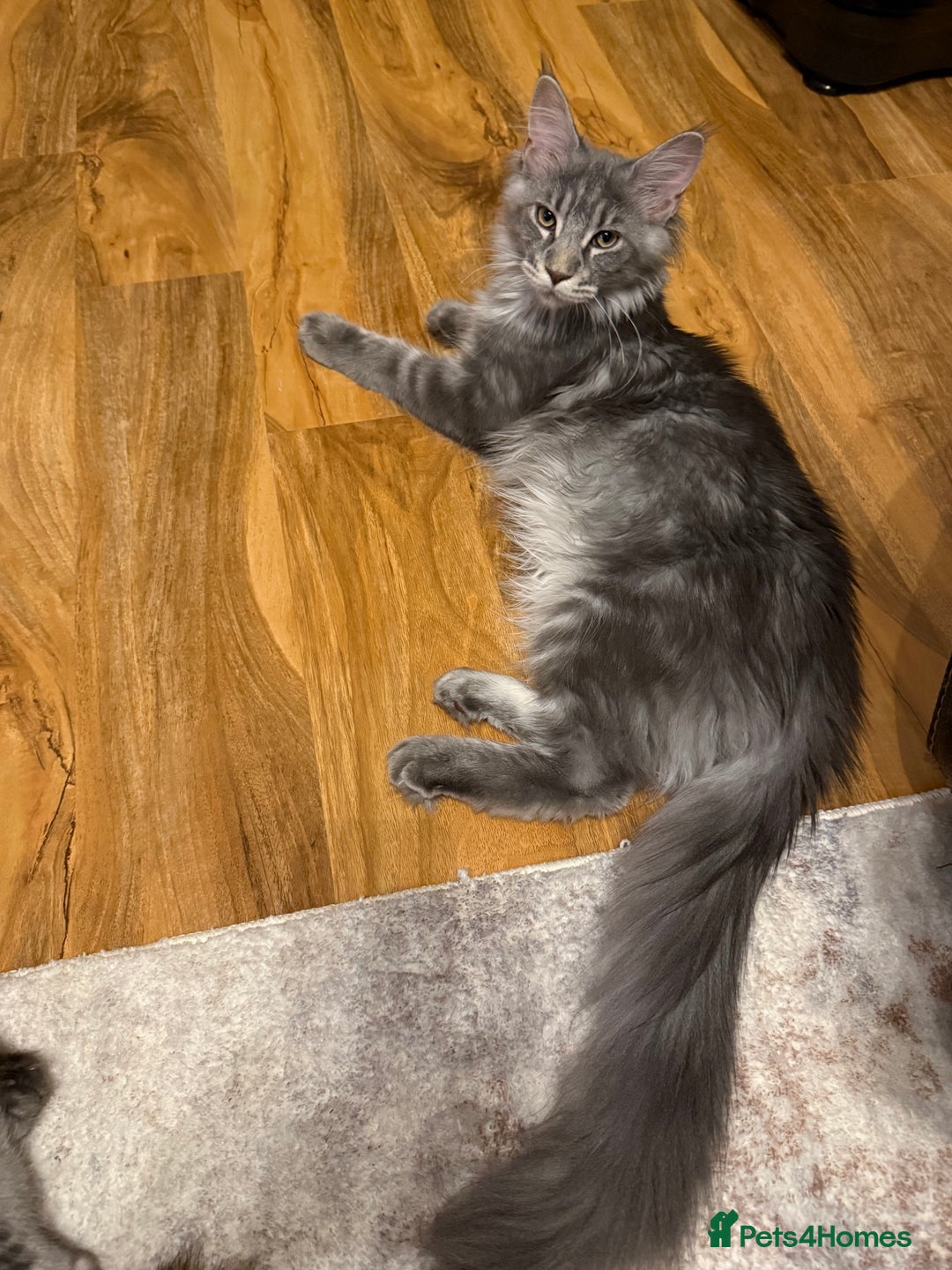 Maine Coon cats for sale: stunning Maine Coon Aberdeen  - Image 4