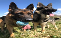 German Shepherd dogs for stud: Midas, straight back strong GSD - Image 4