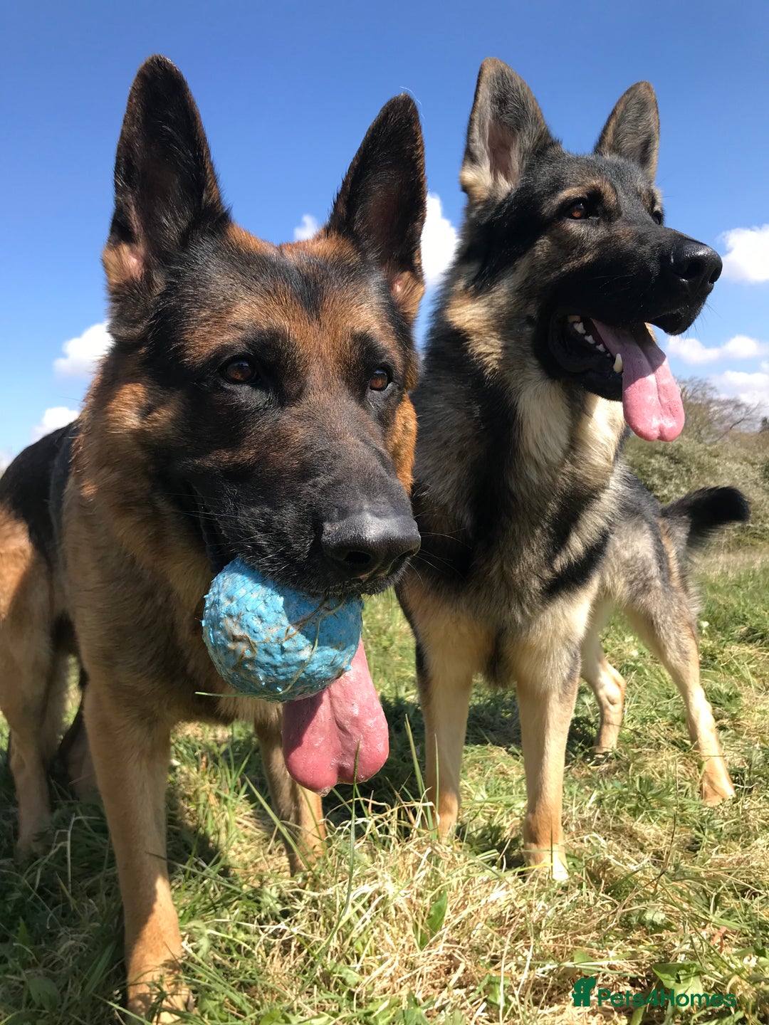 German Shepherd dogs for stud: Midas, straight back strong GSD - Image 4