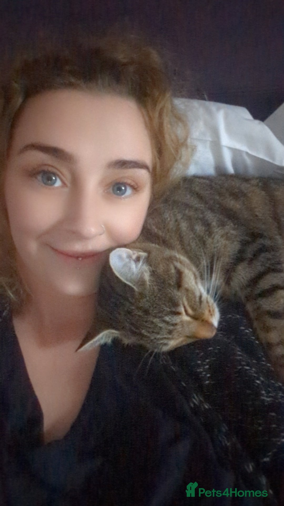 Mixed Breed cats for sale: Luna Rehoming  - Advert 2