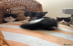 Mixed Breed cats for sale: Pretty fluffy little kittens  - Image 8