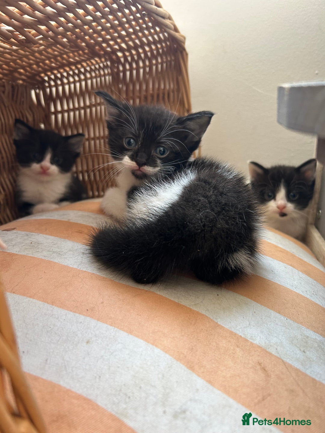 Mixed Breed cats for sale: Pretty fluffy little kittens  - Image 8
