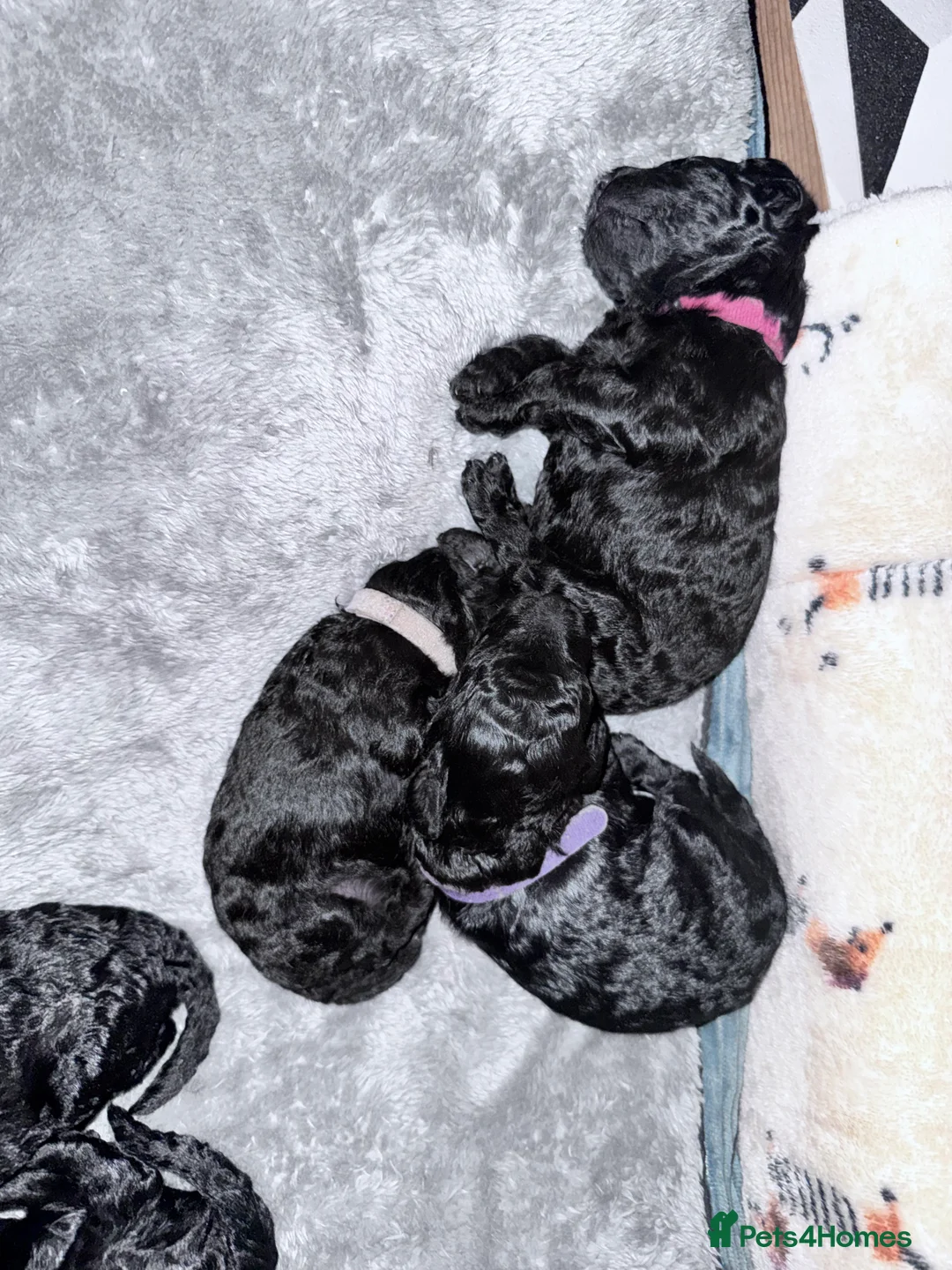 Cockapoo dogs for sale: 💕 Mirabelle’s little beauties 💕  - Advert 2
