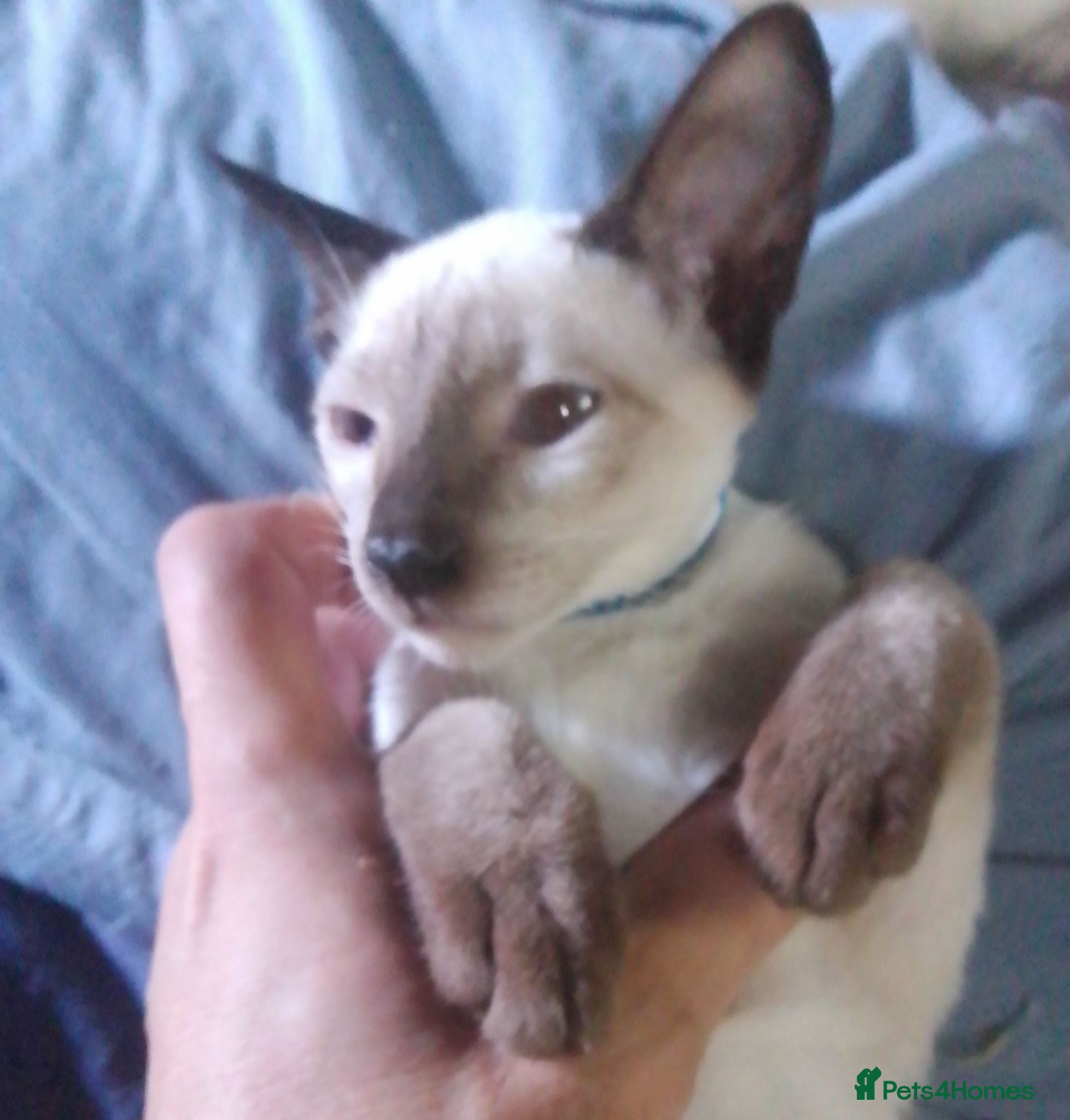 Siamese cats Siamese kittens - Advert 7