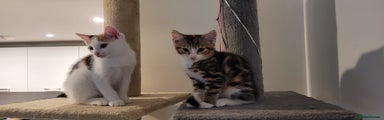 Domestic Shorthair Kitten 2