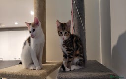 Domestic Shorthair cats for sale: Two beautiful kittens for sale - Image 1