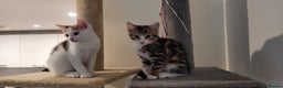 Domestic Shorthair cats for sale: Two beautiful kittens for sale - Advert 1