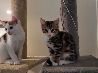 Domestic Shorthair cats - Advert 8