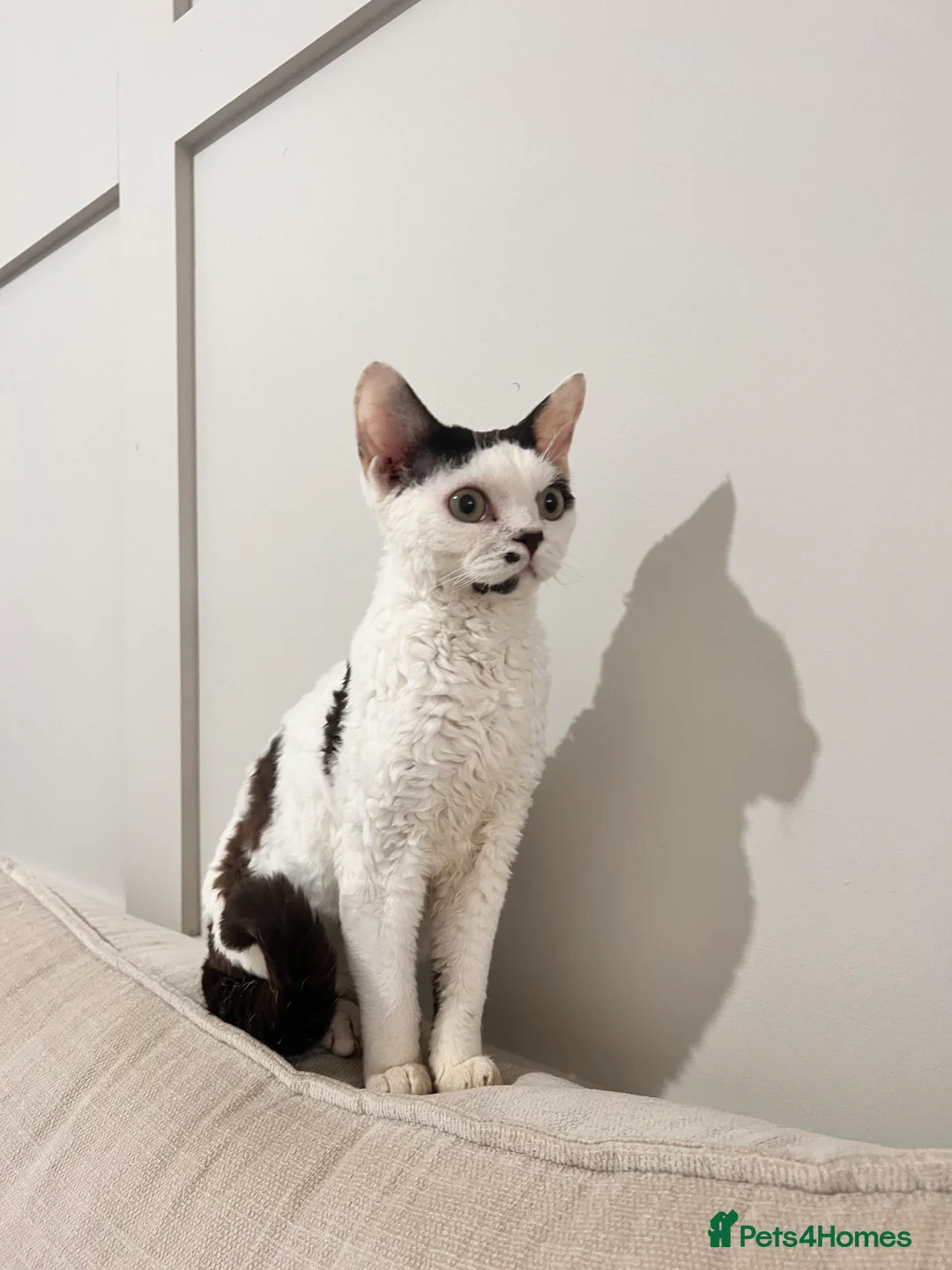 Devon Rex cats for stud: TICA active male for stud duties PROVEN STUD in Harlow - Advert 3