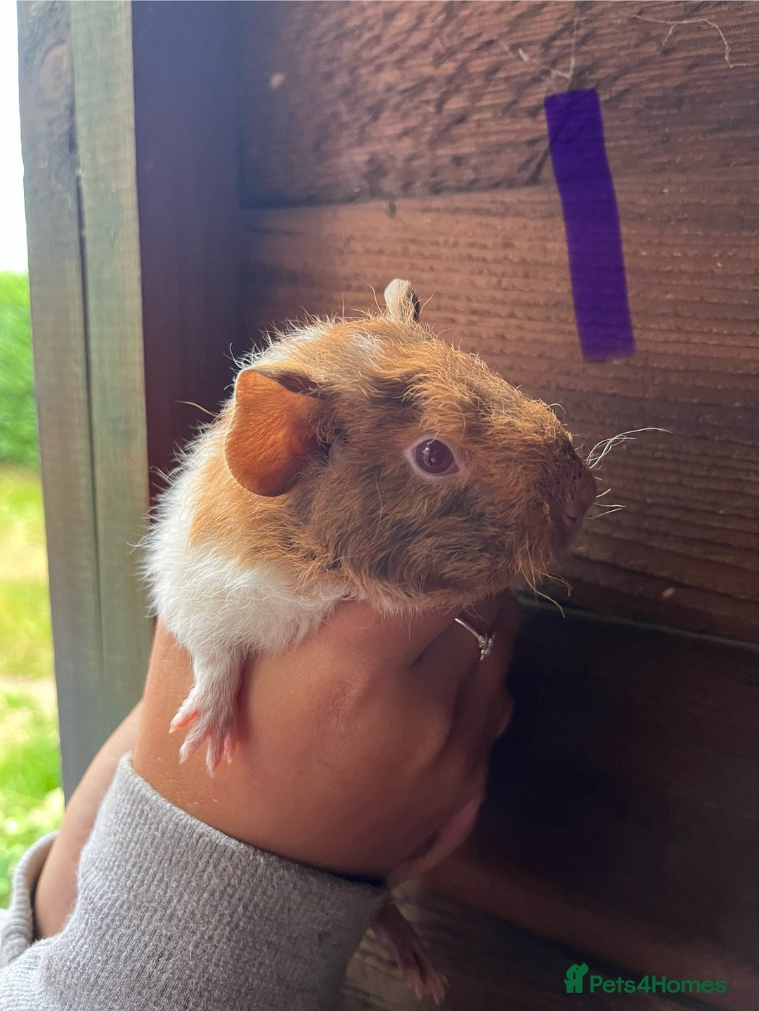Guinea Pig rodents for sale: Gorgeous baby guinea pigs, various colours/coats  - Image 5