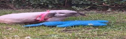 Mini Lop rabbits for sale: mini lop male - vaccinated - Advert 2