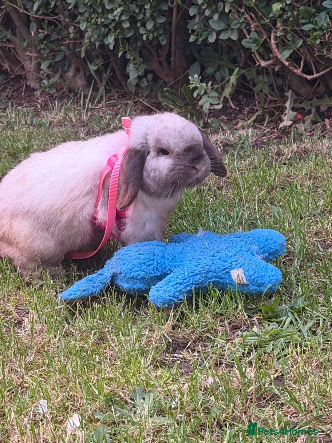 Mini Lop rabbits for sale: mini lop male - vaccinated - Advert 2