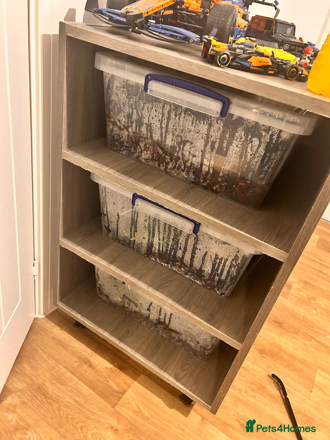 Python Snake reptiles for sale: 3 male ball python  - Advert 4