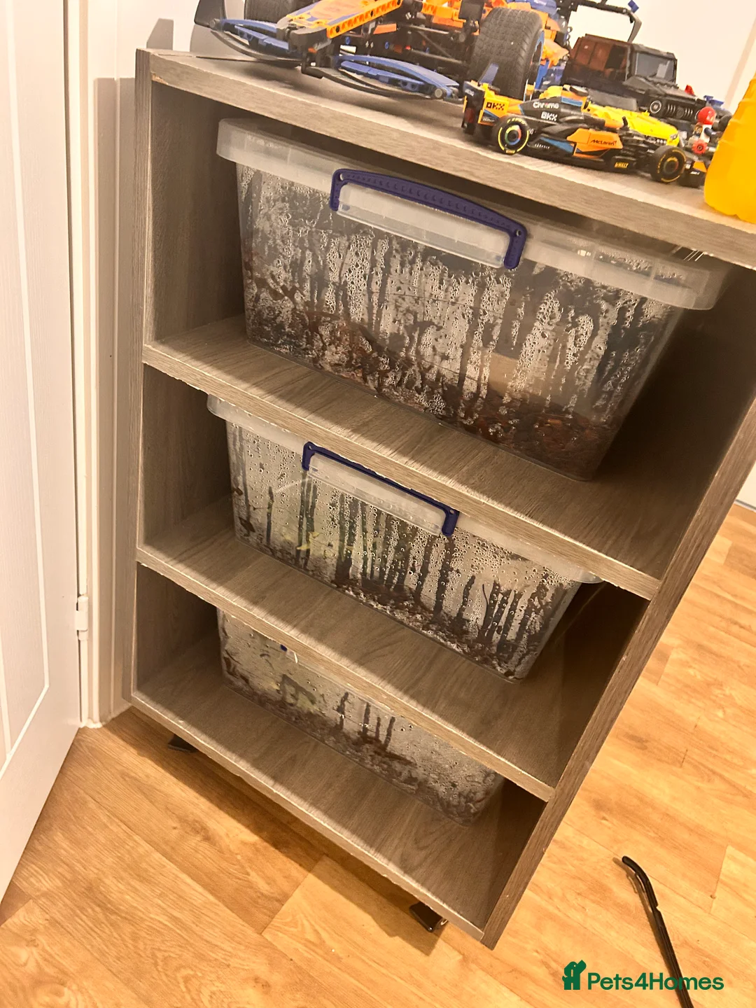 Python Snake reptiles for sale: 3 male ball python  - Advert 4