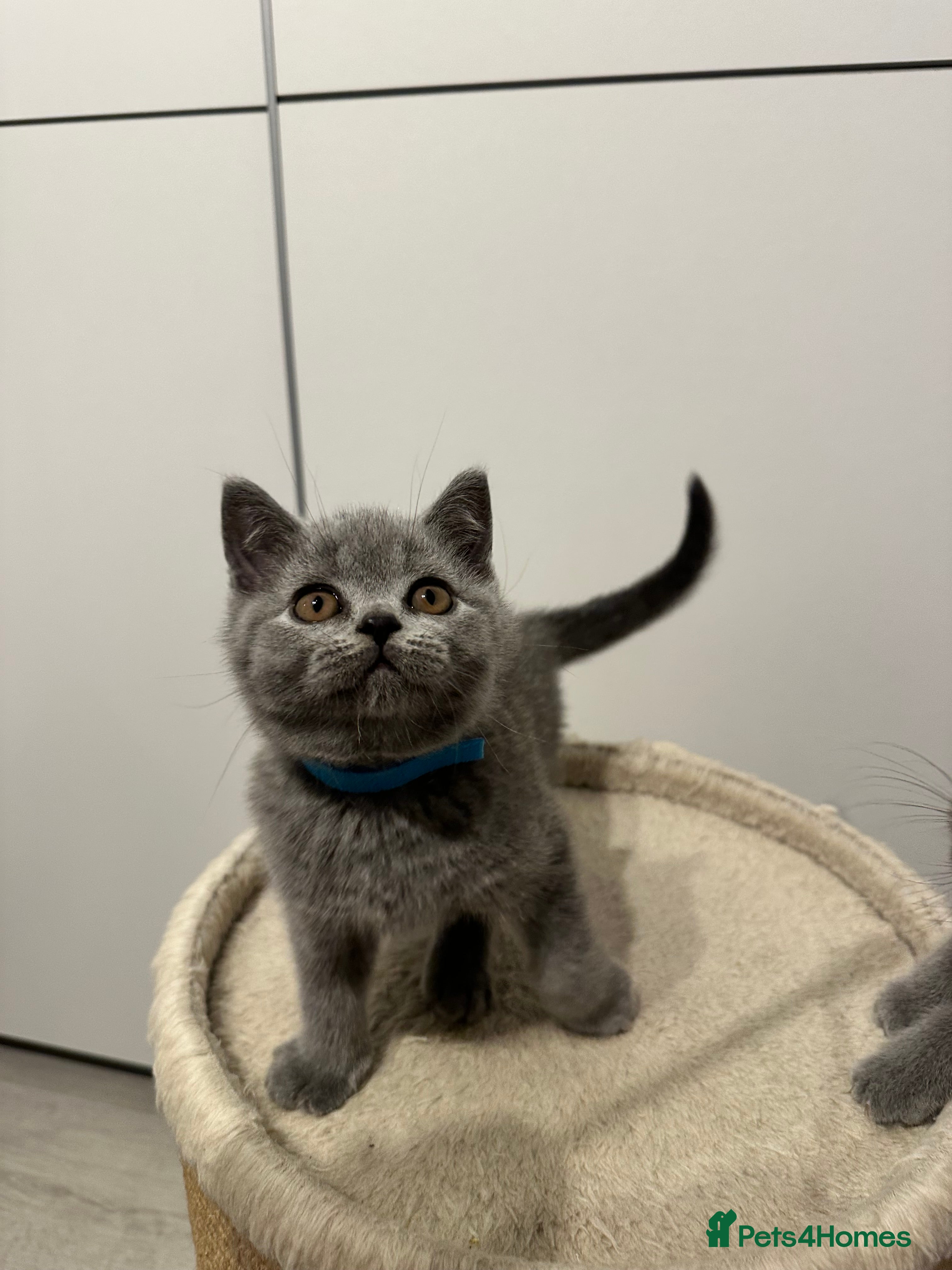 British Shorthair cats Supreme Grand Champion Sired Kittens blue  - Advert 4