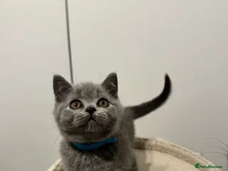 British Shorthair cats Supreme Grand Champion Sired Kittens blue - Advert 15