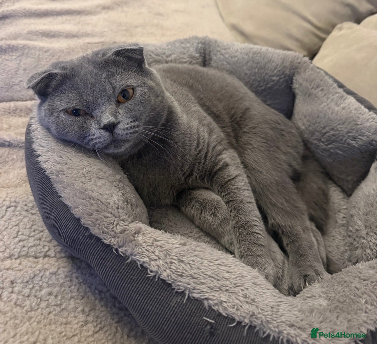 Scottish Fold cats for sale: 🐾  Adorable Scottish Fold Kittens  - Advert 12