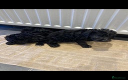 Bedlington Terrier dogs for sale: Bedlington terrier  - Advert 2