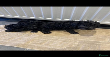 Bedlington Terrier dogs Bedlington terrier  - Advert 11