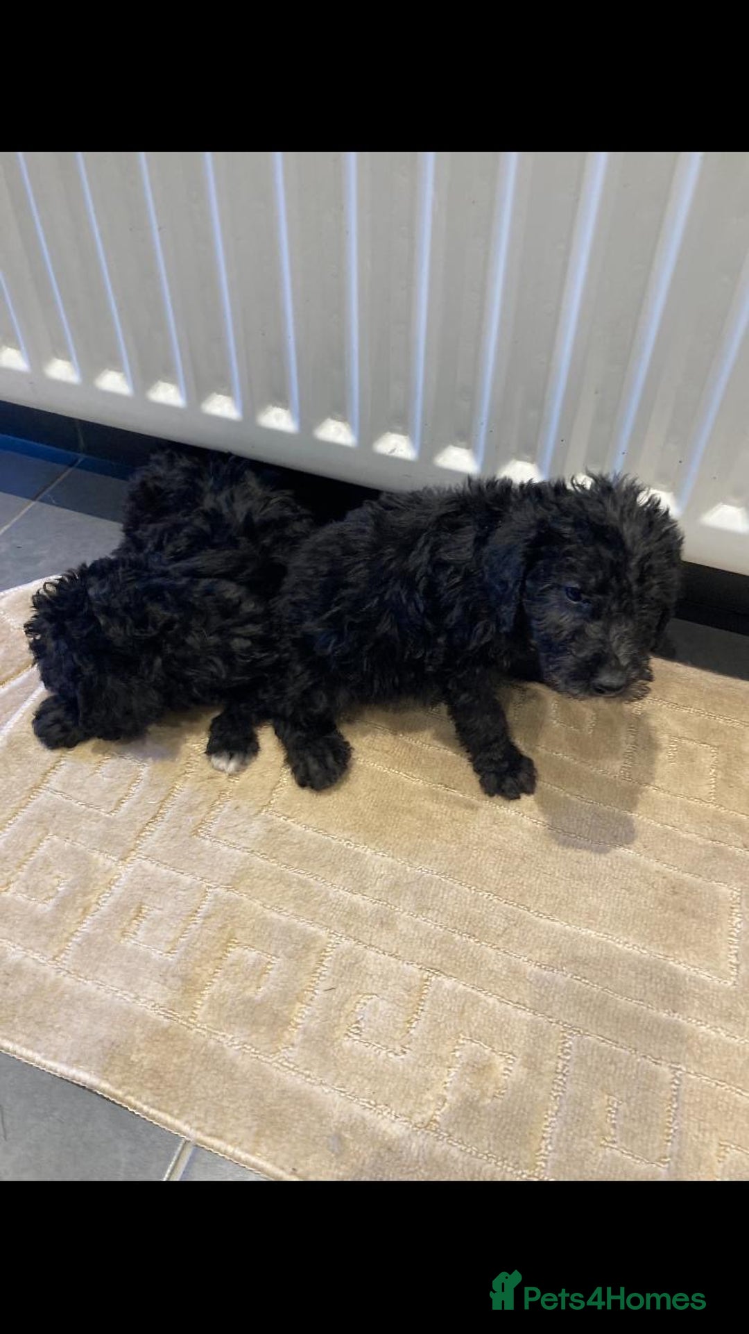 Bedlington Terrier dogs for sale: Bedlington terrier  - Advert 2