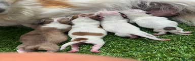 Chihuahua Merle boy