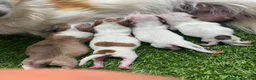 Chihuahua dogs for sale: Chihuahua merle puppies - Advert 7