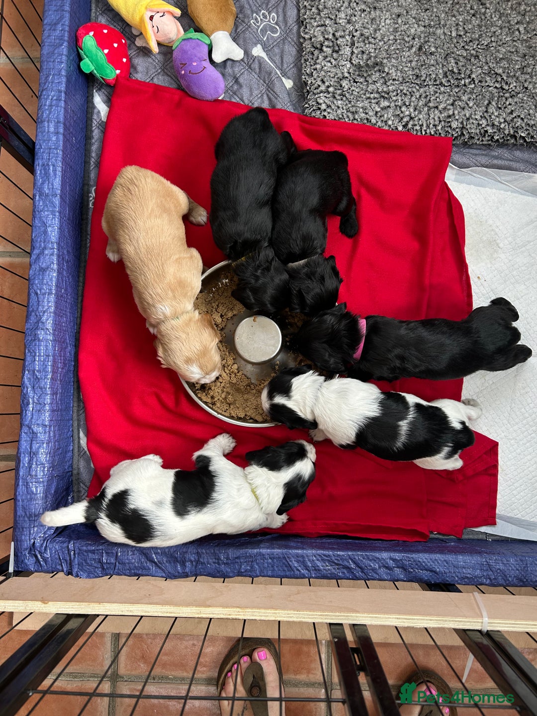 Sprocker dogs for sale:  Sprocker Spaniel READY TO LEAVE!!! 🐶 Only 1 left - Image 22