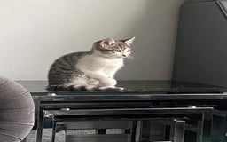 Bengal cats for sale: Three Beautiful Bengal Cross Kittens (boys)  - Image 9