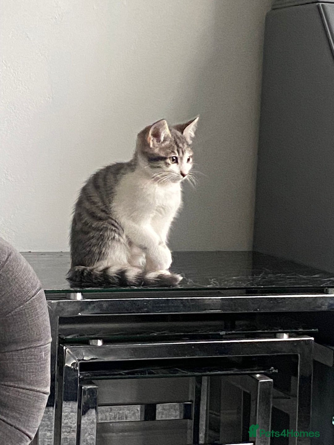 Bengal cats for sale: Three Beautiful Bengal Cross Kittens (boys)  - Image 9