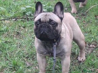 French Bulldog dogs KC Stunning 18 Month French Bull Dog - Advert 1