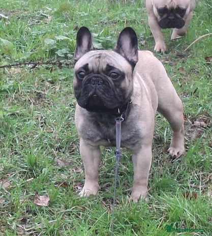 French Bulldog dogs - Advert 14