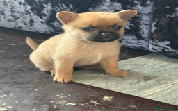 Mixed Breed dogs for sale: FrenchieXPomeranian  - Image 18