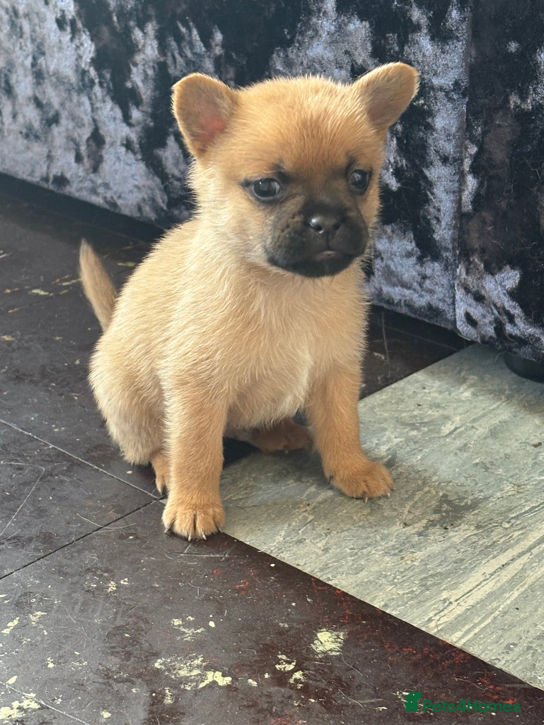 Mixed Breed dogs for sale: FrenchieXPomeranian  - Image 18