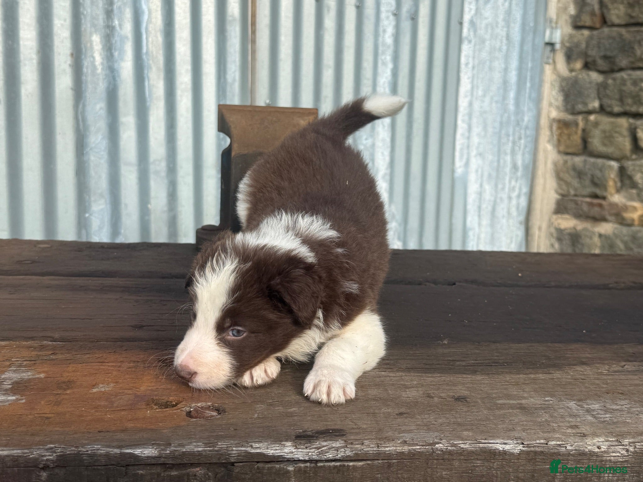 Border Collie dogs Stunning red / blue / black & white pups - Advert 1