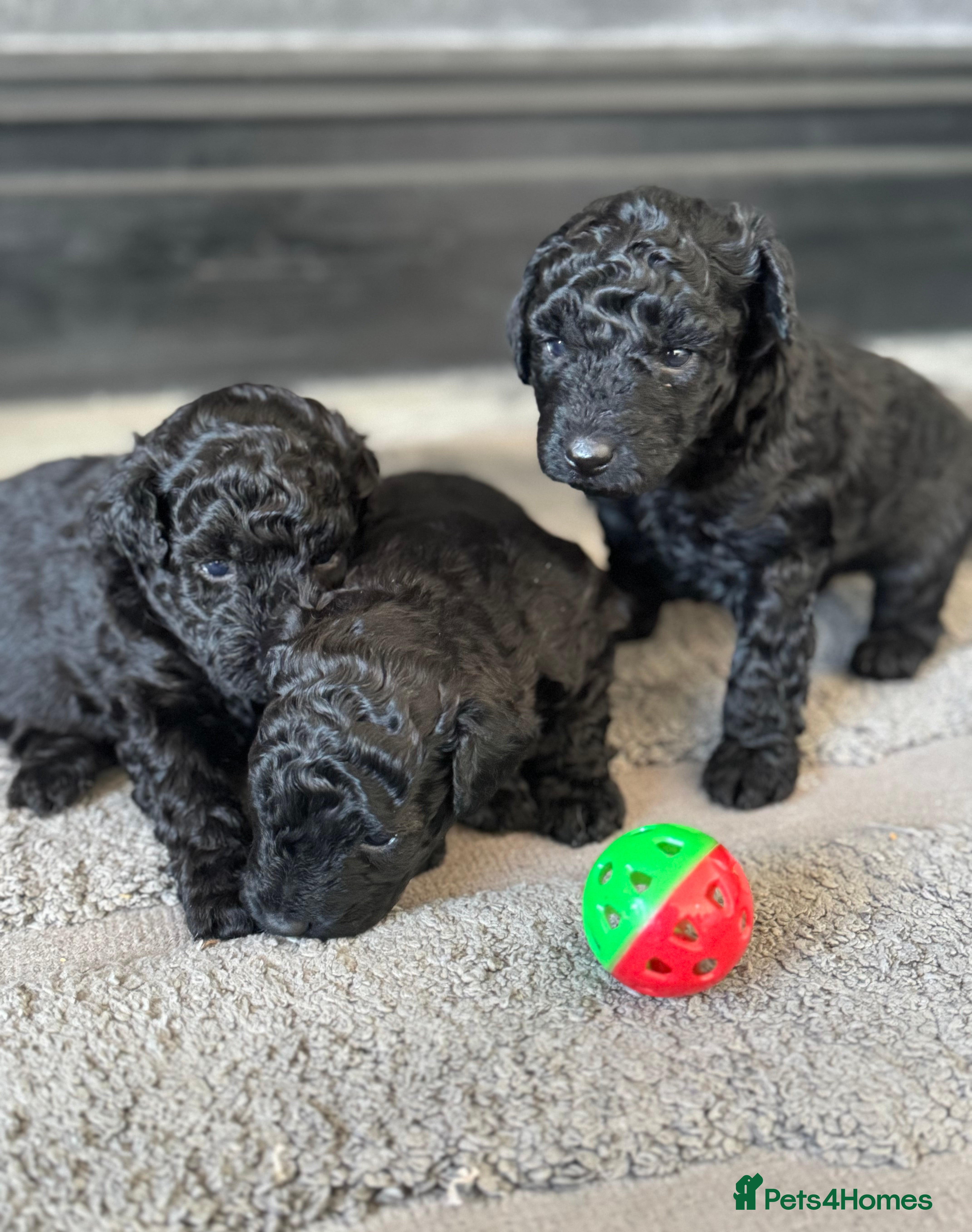 Aussiedoodle dogs Miniature Aussie Doodle Pups 🐾 ❤️ - Advert 17