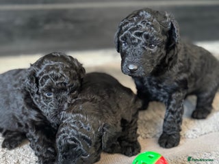 Aussiedoodle dogs Miniature Aussie Doodle Pups 🐾 ❤️ - Advert 17