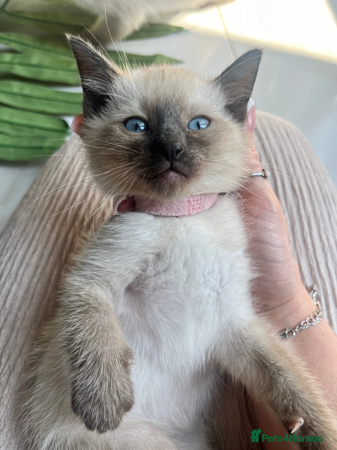 Siamese cats for sale: Human Toilet Trained! Exquisite Siamese Kittens - Image 5