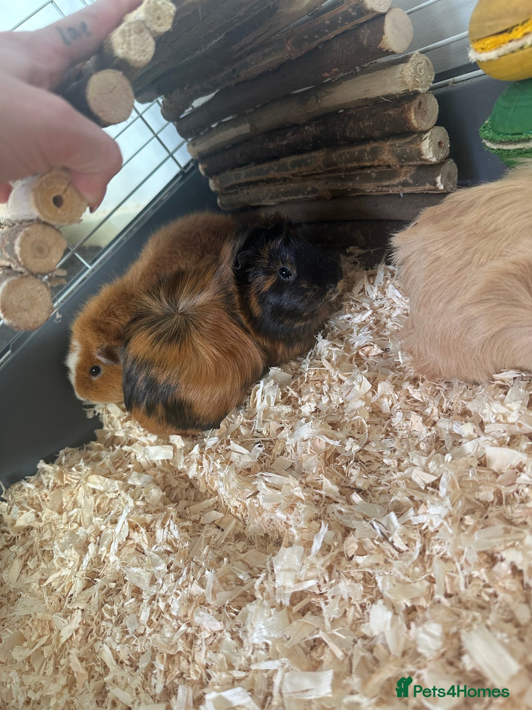 Guinea Pig rodents for sale: 3 Guinea pigs and cage  - Advert 3
