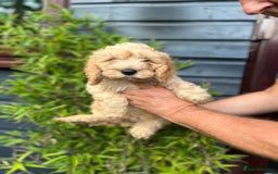 Cockapoo dogs for sale: 6 beautiful cockapoo puppies - Image 1