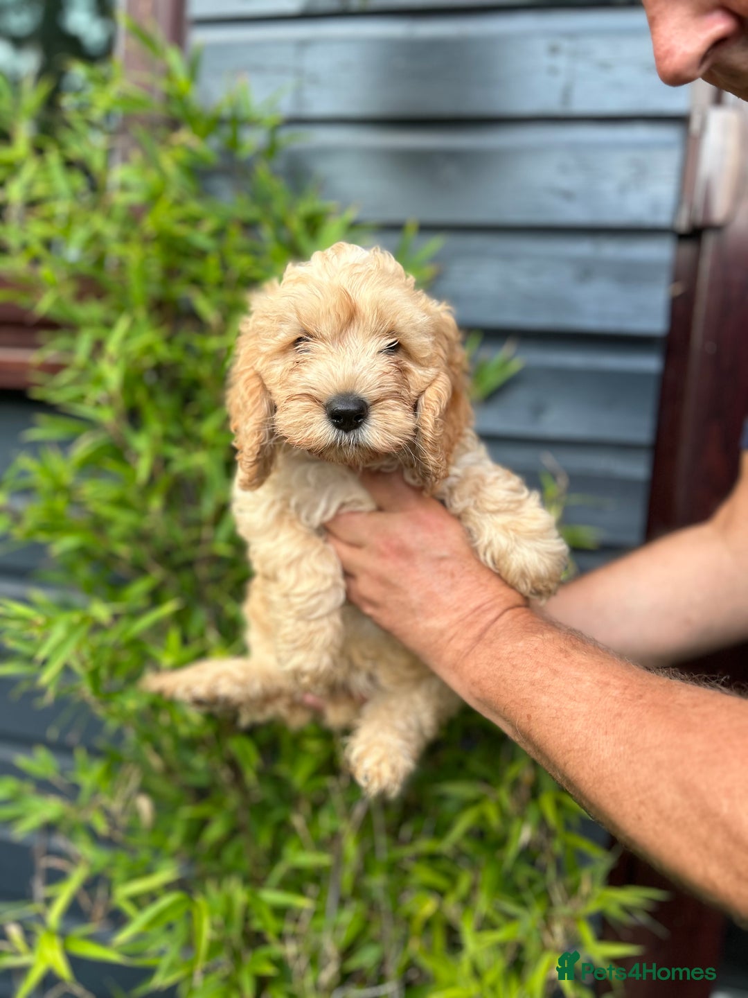 Cockapoo dogs for sale: 6 beautiful cockapoo puppies - Image 1