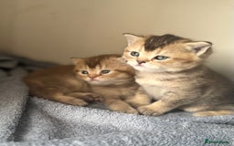 British Shorthair cats for sale: 💖 Stunning BSH kittens - ready for reservations💖 - Image 11