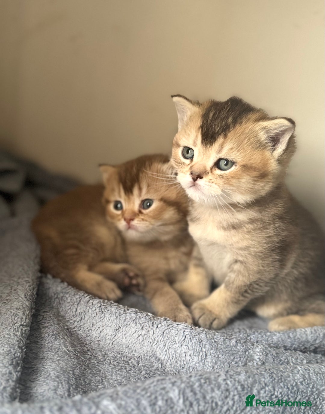 British Shorthair cats for sale: 💖 Stunning BSH kittens - ready for reservations💖 - Image 11