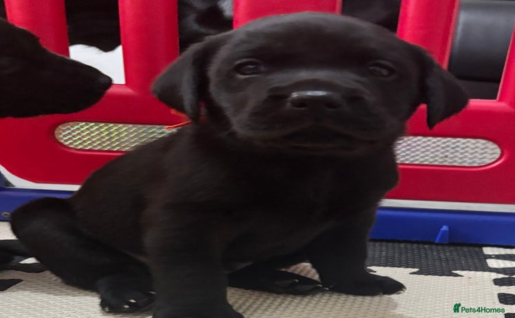 Labrador Retriever dogs - Advert 15